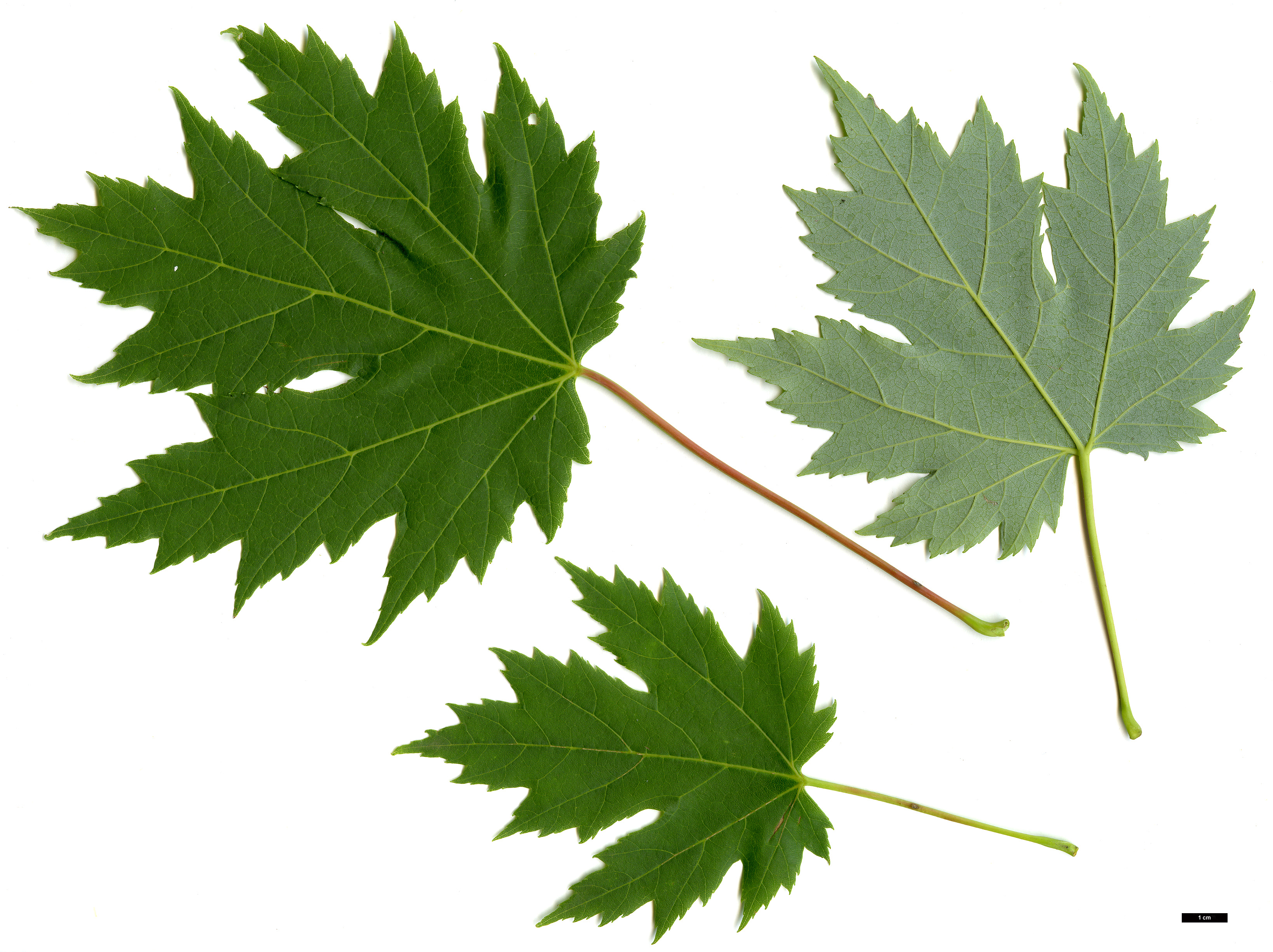 High resolution image: Family: Sapindaceae - Genus: Acer - Taxon: saccharinum